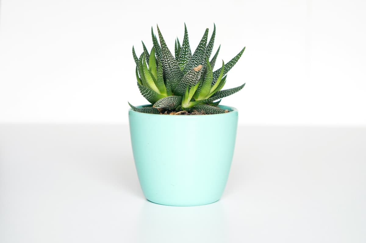 PlantCare Mission